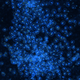 Cells of red Noctiluca scintillans seen glowing blue under a microscope.